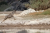 Sprinting kudu. A walk along the Fish River, Ai-Ais Hot Springs, Namibia