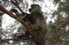 Baboon in a tree. A walk along the Fish River, Ai-Ais Hot Springs, Namibia