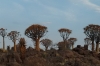 Quiver Tree Forest, South Namib Desert, Namibia