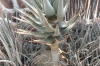 Ten year old Quiver Tree, near Quiver Tree Farm, Namibia