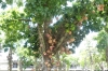 The cannonball tree (Couroupita guianensis) outside the Museu de Arte Moderna, Rio de Janeiro BR