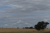 Goorambat landscape VIC
