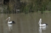 Pelicans, Pfeiffer's Winery near Lake Moodemere VIC