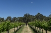 Pfeiffer's Winery near Lake Moodemere VIC