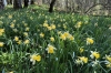 Jonquiles (daffodils) in the Forest near Eclépens CH