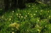 Jonquiles (daffodils) in the Forest near Eclépens CH