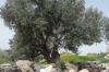 Umm Qays (ancient Roman city of Gadara) - olive tree JO