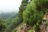 Driving through the mist of the Paraje Naturel Los Reales de Sierra Bermeja ES, up to 900m