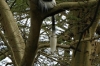 Colobus Monkey. Lake Nakuru National Park, Kenya