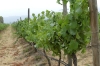 Pinto Noir grapes at the Bodegas RE Vineyards, Casablanca Valley CL