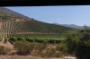 Vines in the Casablanca Valley CL
