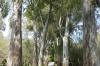 An avenue of eucalypts, Butrint AL