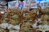Huge Duneness Crabs at the Pike Place Market, Seattle WA USA