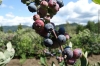 Huckleberries. Driving in northern Washington state USA