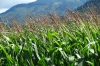 Corn fields. Driving in northern Washington state USA