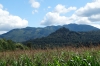 Corn fields. Driving in northern Washington state USA