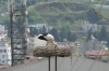 Storks nesting, Selçuk TR