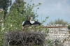 Storks nesting, Selçuk TR
