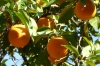 Orange trees in the gardens of Reales Alcázares, Seville