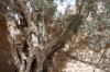 St Catherine's monastery - ancient olive trees, Mt Sinai EG
