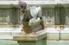 Pidgeon grabs a drink in Fonte Gaia in Piazza del Campo, Sienna, Tuscany IT