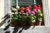 Flower box in Sienna, Tuscany IT