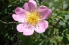Wild roses in Bulgaria