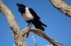 Black and white crow at Hiddenvlei, Sossusvlei, Namibia