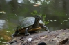 Turtles at the Magnolia Plantation and Gardens near Charleston SC USA