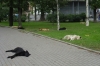 Dogs asleep in Gorkovskaya.  A good life. St Petersburg RU
