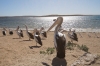 Pelicans at Venus Bay SA