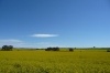 Canola Fields on Main North Rd near Clare SA