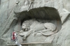 The Dying Lion, Lucern CH
