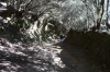 Walking through Llano de los Loros (park of senses) in Parque Rural Anaga, Tenerife ES