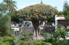 Dracaena Draco (1000 year old Dragon Tree) in Icod de los Vinos, Tenerife ES