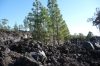 Pines grow in volcanic rock, west of El Teide peak, Tenerife ES