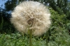 wild flowers at Tenuta di Papena, Tuscany IT