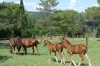 Horses & foals at Tenuta di Papena, Tuscany IT