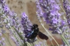 Carpenter bees enjoying the lavender at Tenuta di Papena, Tuscany IT
