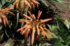 Various cacti, Cactus farm