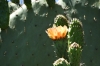 Various cacti, Cactus farm