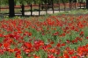 Red Corn Poppy. Flower walk in Wildseed Farm near Fredericksburg TX