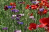 Red Corn Poppy and Cornflower. Flower walk in Wildseed Farm near Fredericksburg TX