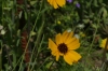 Clasping Coneflower. Flower walk in Wildseed Farm near Fredericksburg TX