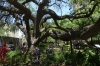 Old Oak tree, The Alamo, San Antonio TX