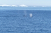 Humpback whales at entrance to Lemaire Channel, Antarctica