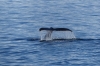 Humpback whales at entrance to Lemaire Channel, Antarctica