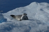Crabeater Seal in the Lemaire Channel, Antarctica