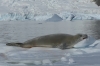 Seals take advantage of the Iceberg Graveyard in Pléneau Bay, Antarctica