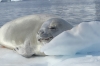 Seals take advantage of the Iceberg Graveyard in Pléneau Bay, Antarctica